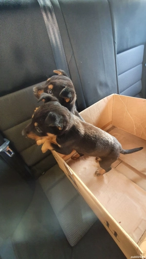 vand 3 baietei de beagle - imagine 5