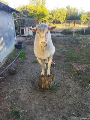 Țap de vînzare  - imagine 3 Țap de vînzare  - imagine 3