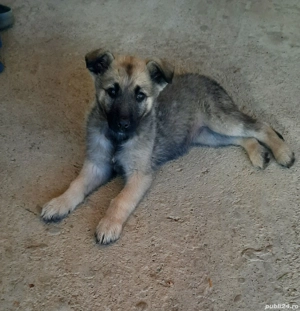 Donez catelusa ciobanesc german 