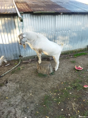 Țap de vînzare  - imagine 2 Țap de vînzare  - imagine 2