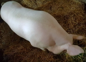 Scroafă marele alb, greutate aprox. 400-500 kg