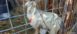 țap de vânzare  - imagine 2 țap de vânzare  - imagine 2