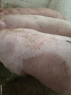porci rasa pik 140 -200 kg