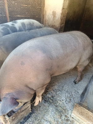 Vand porci pt. sacrificat! - imagine 2