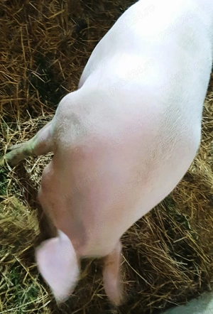 Scroafă marele alb, greutate aprox. 400-500 kg