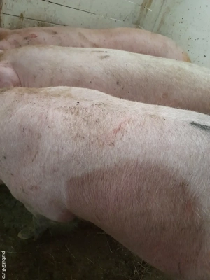 porci rasa pik 140 -200 kg - imagine 3 porci rasa pik 140 -200 kg - imagine 3