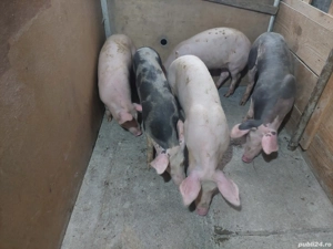 Vând grăsuni rasă de carne  - imagine 2