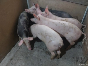 Vând grăsuni rasă de carne  - imagine 4