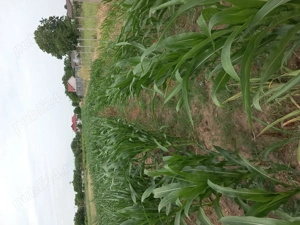 Vând loc de casă-localitatea Siliștea