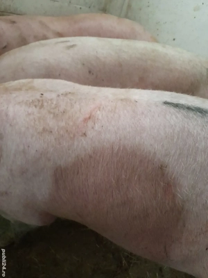 porci rasa pik 140 -200 kg - imagine 2 porci rasa pik 140 -200 kg - imagine 2