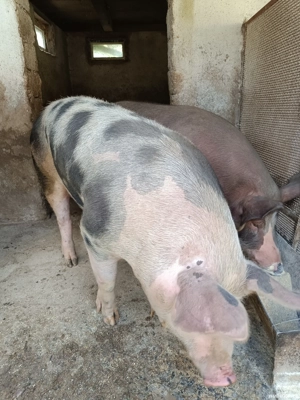 Vand porci pt. sacrificat! - imagine 3