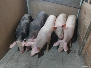 Vând grăsuni rasă de carne  - imagine 5