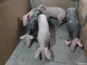 Vând grăsuni rasă de carne  - imagine 3