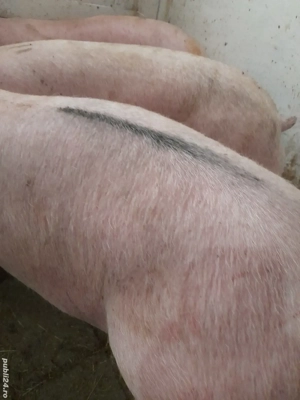 porci rasa pik 140 -200 kg - imagine 4 porci rasa pik 140 -200 kg - imagine 4