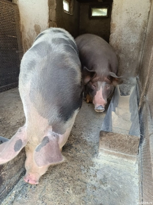 Vând porci de sacrificat!