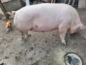 Porc mare  - imagine 3