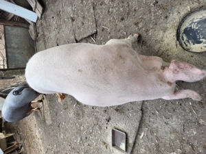 Porc mare  - imagine 5