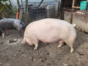 Porc mare  - imagine 4