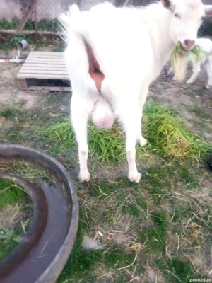 Țap de vînzare  - imagine 4 Țap de vînzare  - imagine 4