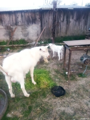 Țap de vînzare  - imagine 5 Țap de vînzare  - imagine 5