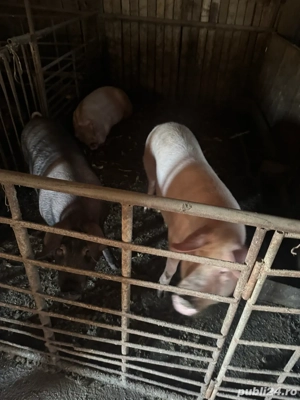 vand porci bazna si marele alb