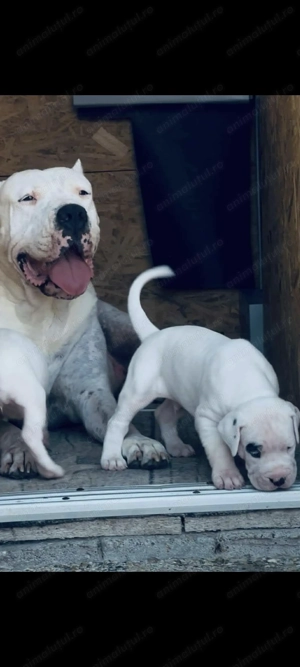 Dogo Argentino Femela  - imagine 2
