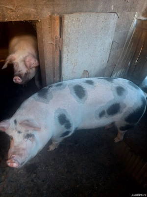 Vând porc  - imagine 2