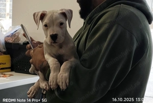 Dogo Argentino Femela  - imagine 3