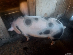 Vând porc  - imagine 3