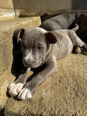 Mascul American Bully