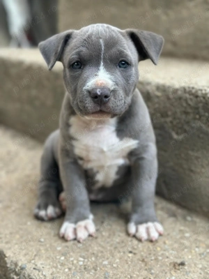 Mascul American Bully - imagine 2