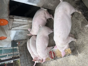 Purcei 50-90 kg  - imagine 2