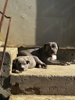 Mascul American Bully - imagine 3