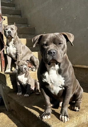 Mascul American Bully - imagine 4