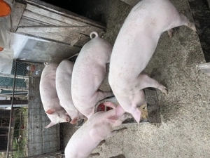 Purcei 50-90 kg  - imagine 3