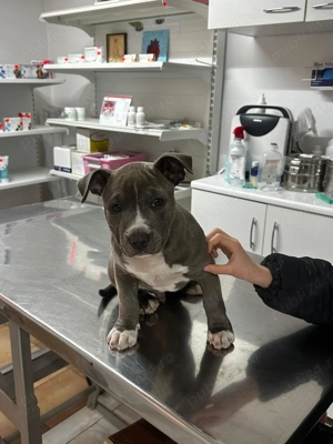 Mascul American Bully - imagine 5