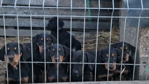 Vand catei de vanatoare 