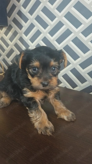 Yorkshire minitoy! - imagine 4