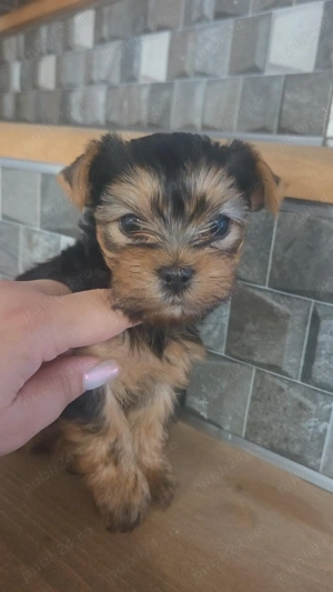 Yorkshire minitoy! - imagine 2