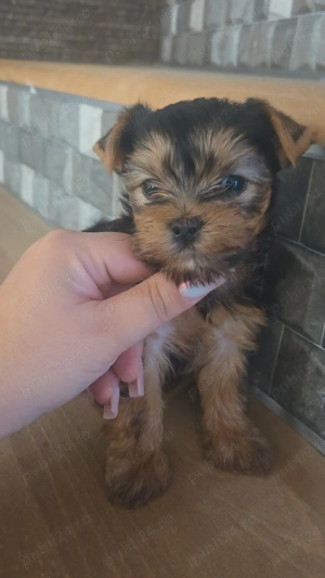 Yorkshire minitoy! - imagine 3