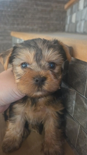 Yorkshire minitoy! - imagine 5