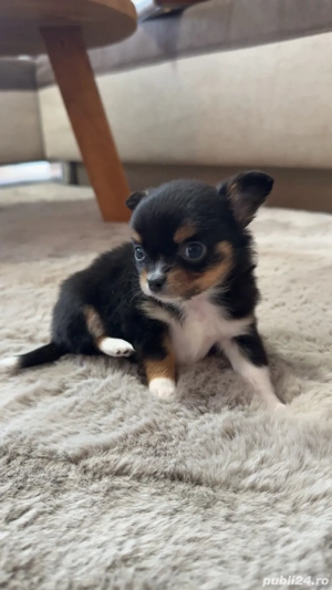 chihuahua mini toy - imagine 4