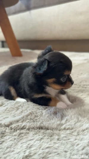 chihuahua mini toy - imagine 3