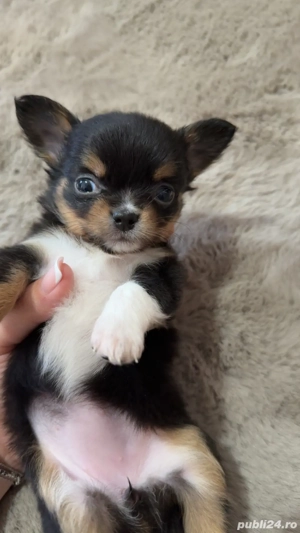 chihuahua mini toy - imagine 2