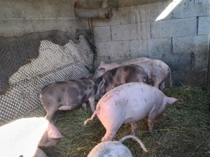 Purcei de vânzare - imagine 3