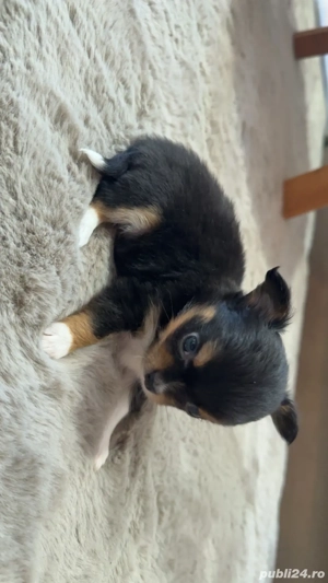 chihuahua mini toy - imagine 5