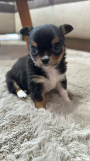 chihuahua mini toy
