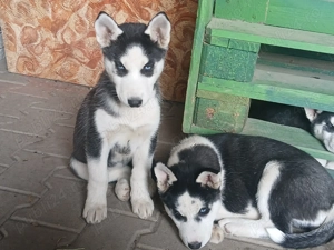 Cățeluși Husky - imagine 2 Cățeluși Husky - imagine 2