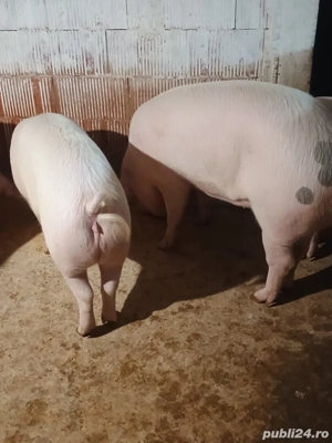 Vand porci grasi - imagine 3