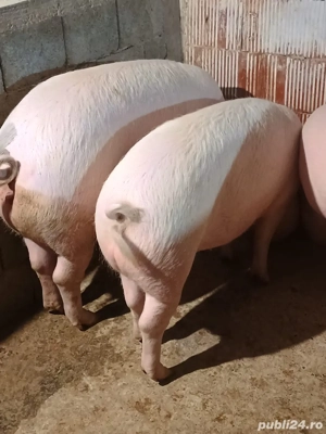 Vand porci grasi - imagine 2